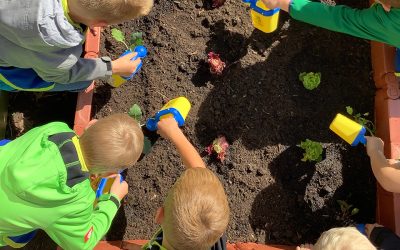 Vom Beet auf den Teller – Gemüseprojekt geht in die nächste Runde
