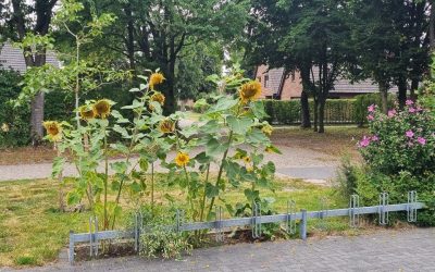 Post für die Tagespflege in Emlichheim